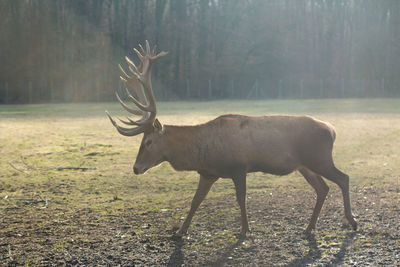 Side view of deer standing on field