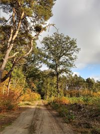 Dirt road amidst trees against sky