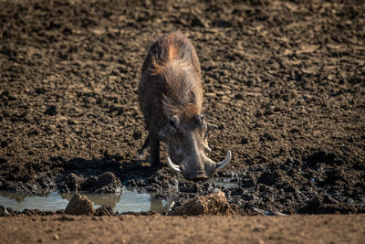 Common warthog drinks from muddy rocky waterhole