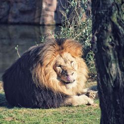 Cat relaxing on tree trunk