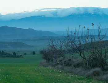 Scenic view of field against sky