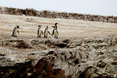 Penguins on land against sky