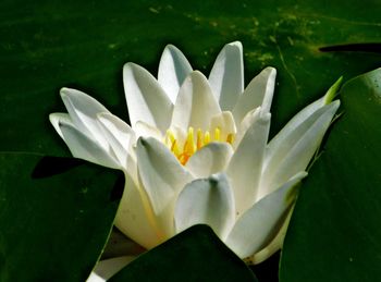 Close-up of white water lily blooming outdoors