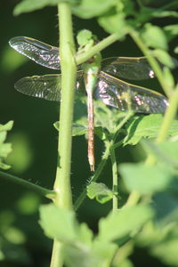 Close-up of plant against blurred background