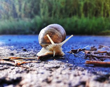 Close-up of snail on land