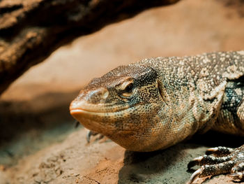 Close-up of a turtle