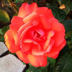 Close-up of red flower