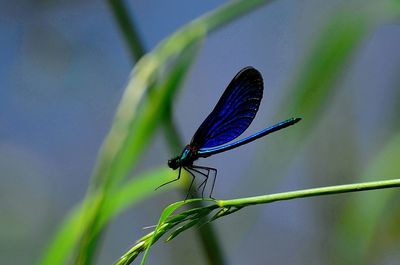 Close-up of damselfly on plant stem