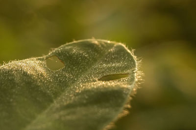 Close-up of fresh green plant