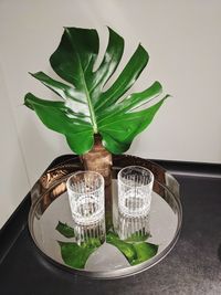 Close-up of potted plant on table