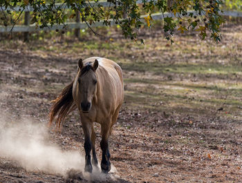 Close-up of horse walking on field