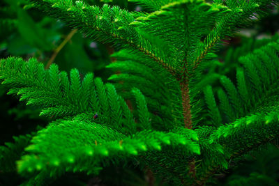 Close-up of green leaves on the plant