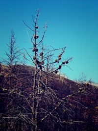 Low angle view of bare tree against clear blue sky