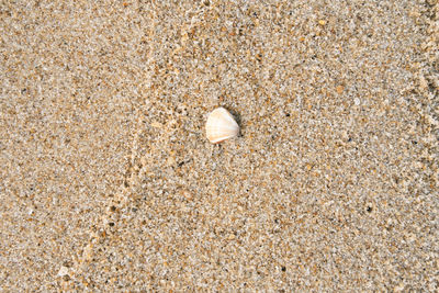 High angle view of shells on beach