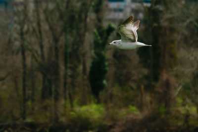 Bird flying over a forest