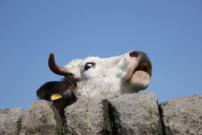 Low angle view of animal on rock against clear blue sky