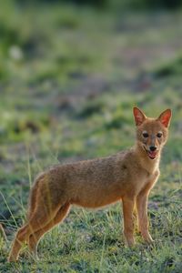 animal