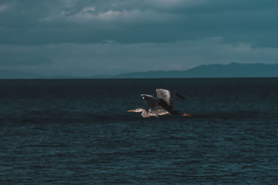 Seagull flying over sea