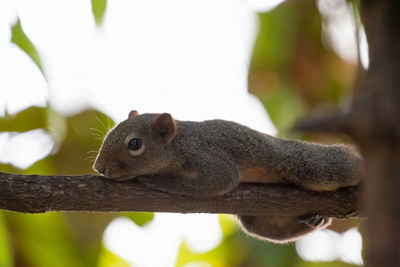 Close-up of squirrel on tree