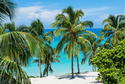 Palm trees against sea during sunny day