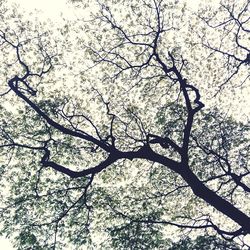 Low angle view of bare trees against sky