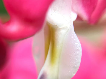 Close up of leaf