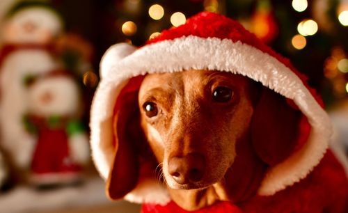 Close-up of a dog