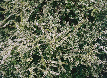 High angle view of flowering plant