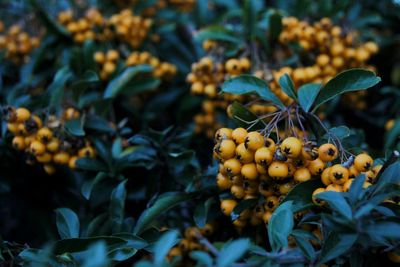 Close-up of orange berries growing on plant