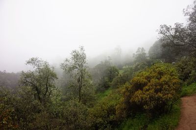 Trees on landscape against sky