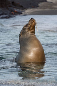 Close-up of a seal swimming in the sea with its head poking out of the ocean