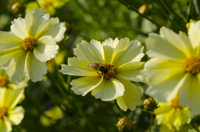 Close-up of bee on flower