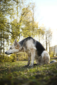 Side view of a dog on field