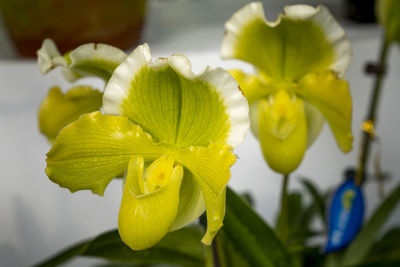 Close-up of yellow flowering plant