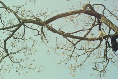 Low angle view of bare trees