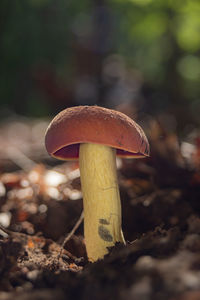 Close-up of mushroom growing on field