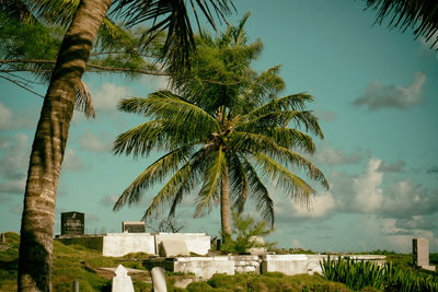 Palm trees at cemetery against sky