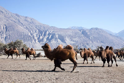 Horses on field against clear sky