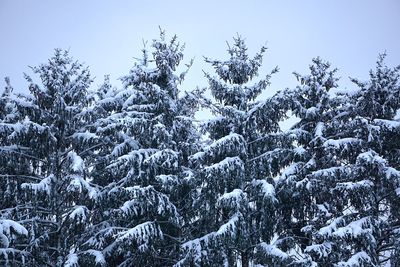 Snow covered pine trees in forest against sky