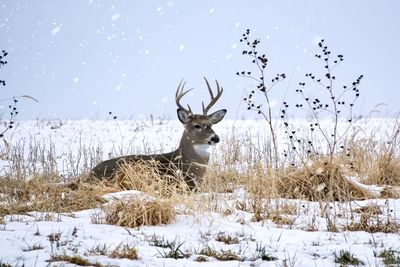 Buck in the snow 