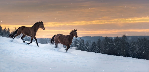 Two westphalian horses run through deep snow. the snow splashes up. sunset