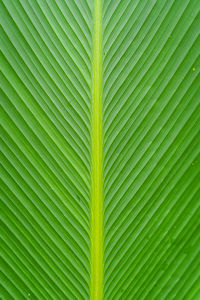 The pattern of the leaves is very beautiful.