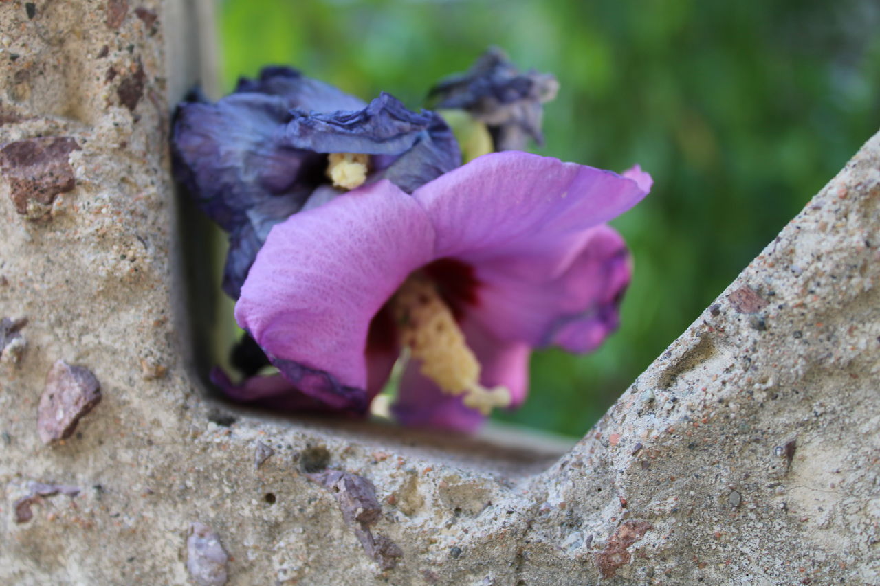 CLOSE-UP OF PURPLE FLOWERING PLANTS