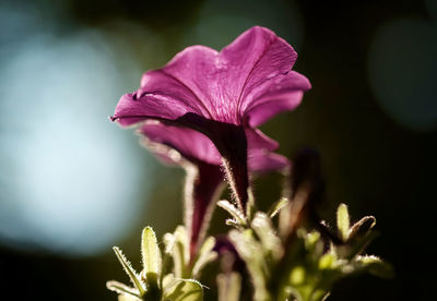 Close-up of pink flower