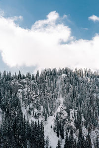 Low angle view of trees against sky