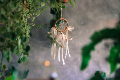 Close-up of white flower hanging on plant