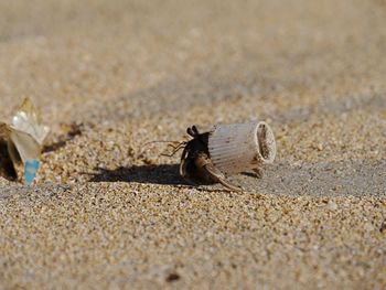 Close-up of crab on sand with trash house 