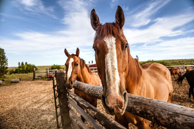 Horses by fence on field against sky