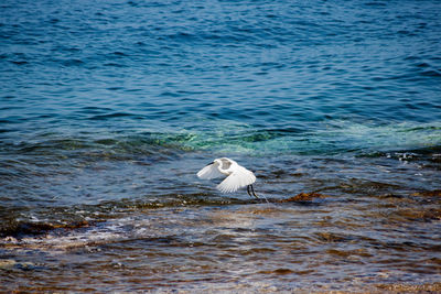 Seagull on a sea
