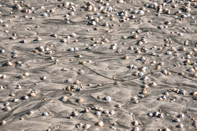 High angle view of seashells and pebbles on wet sand at beach